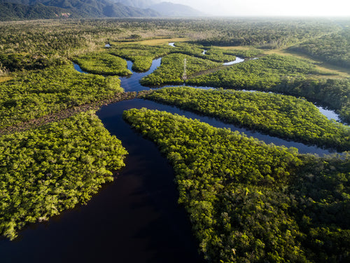 Uncovering the Amazon Jungle