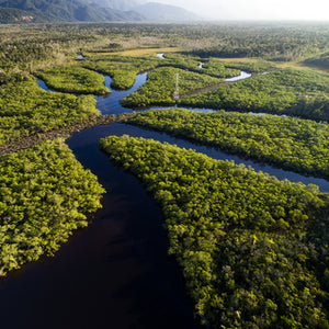 Den Amazonas-Dschungel entdecken